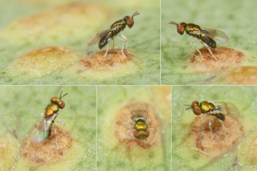 Closterocerus chamaeleon
